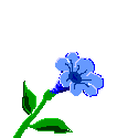 flor.gif